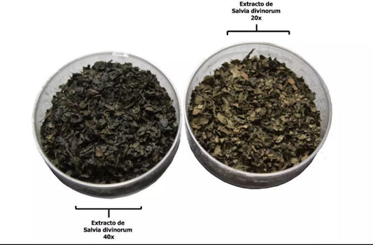 SALVIA DIVINORUM