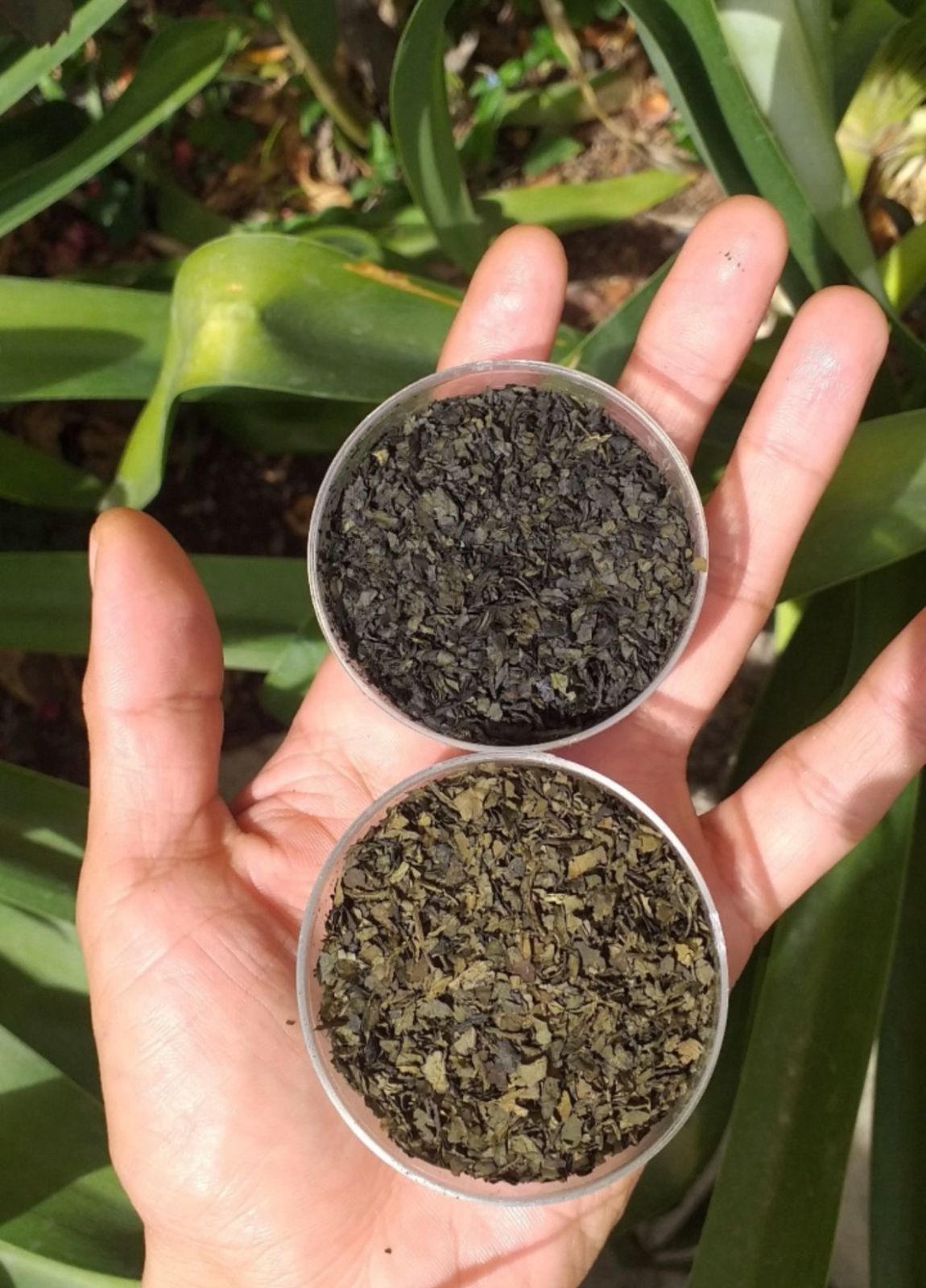 SALVIA DIVINORUM